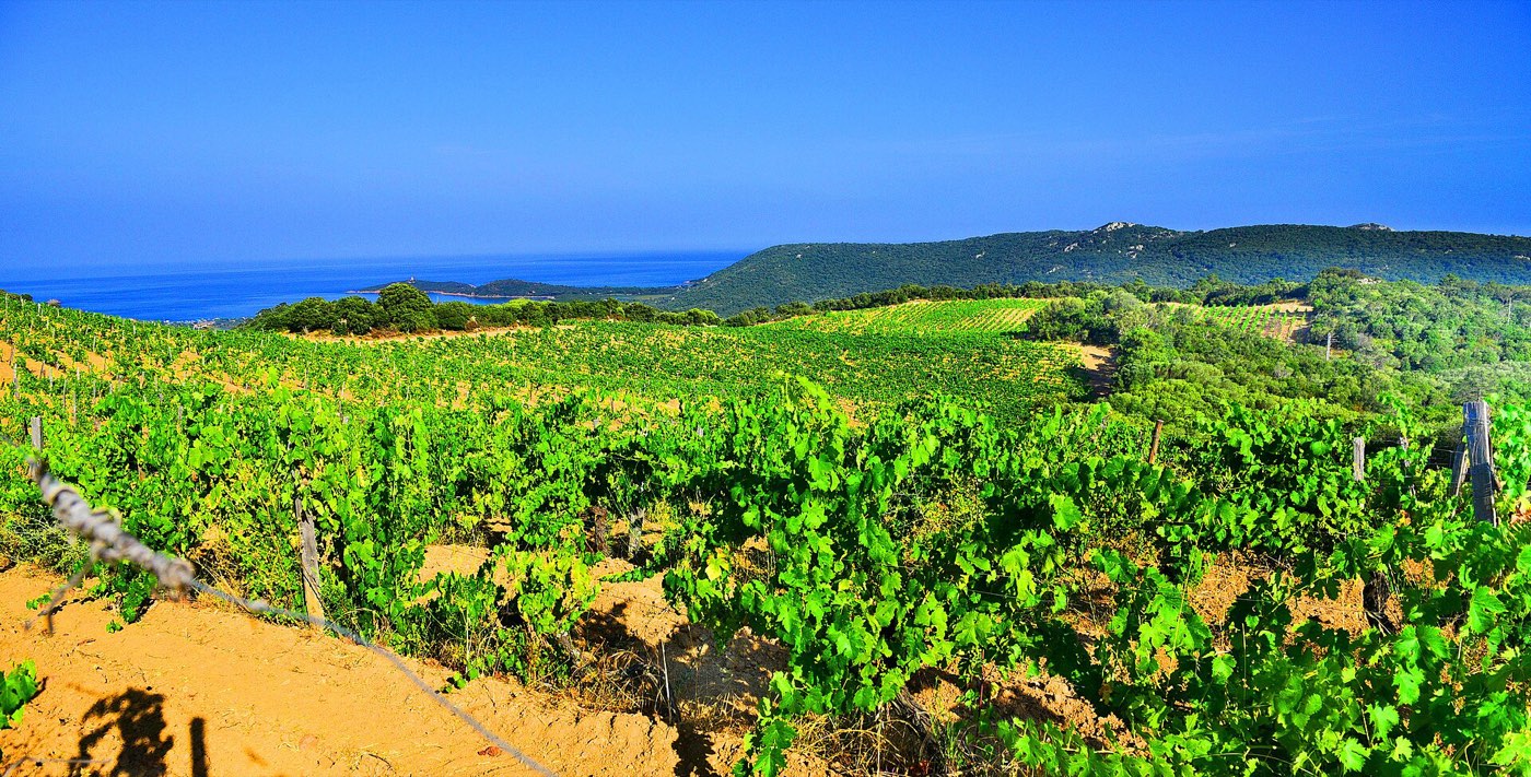 The Torraccia estate vineyards facing the sea, Lecci
